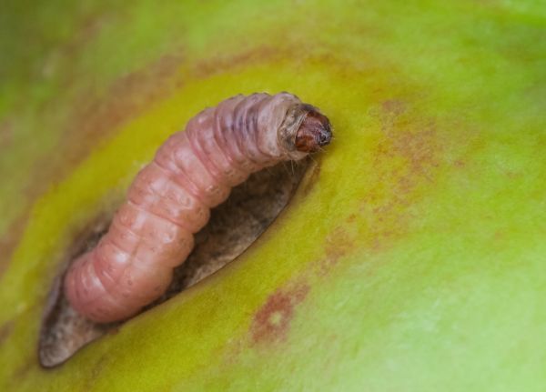   Wyprodukowane partie Carpovirusine są testowane na żywych larwach owocówki jabłkóweczki